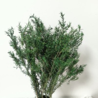 Fabrieksgroothandel Echt Natuurlijk Droog Geconserveerd Gebladerte Geconserveerd Verse Bloemen & Planten Melaleuca Bracteata Voor Bloemstuk