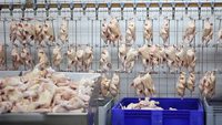 Abattoir automatique de volailles 500BPH Machine d'abattage de volailles halal pour ligne d'abattage