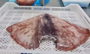 Buen precio para alas de calamar <span class=keywords><strong>gigante</strong></span> congeladas de Perú especies de <span class=keywords><strong>besugo</strong></span> y aleta de hilo de alta calidad - Product Image 3