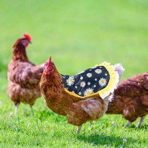 เสื้อโค้ทสำหรับสัตว์เลี้ยงไก่อานทรงไก่ยืดหยุ่นมีปีกด้านหลัง - Product Image 1