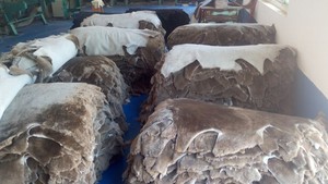 Piel de cordero de gamuza genuina para forro de zapatos, <span class=keywords><strong>Collar</strong></span> de ropa, 100% Australia, piel de cordero, fabricante de piel de oveja genuina - Product Image 5