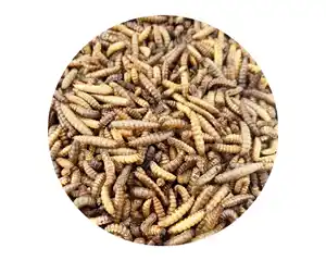Larva seca con mosca hipoalergénica, mejor en el mercado, antibacterias, comida de mascotas de alta calidad, soldado negro, 1,5 kg, se origina en Singapur
