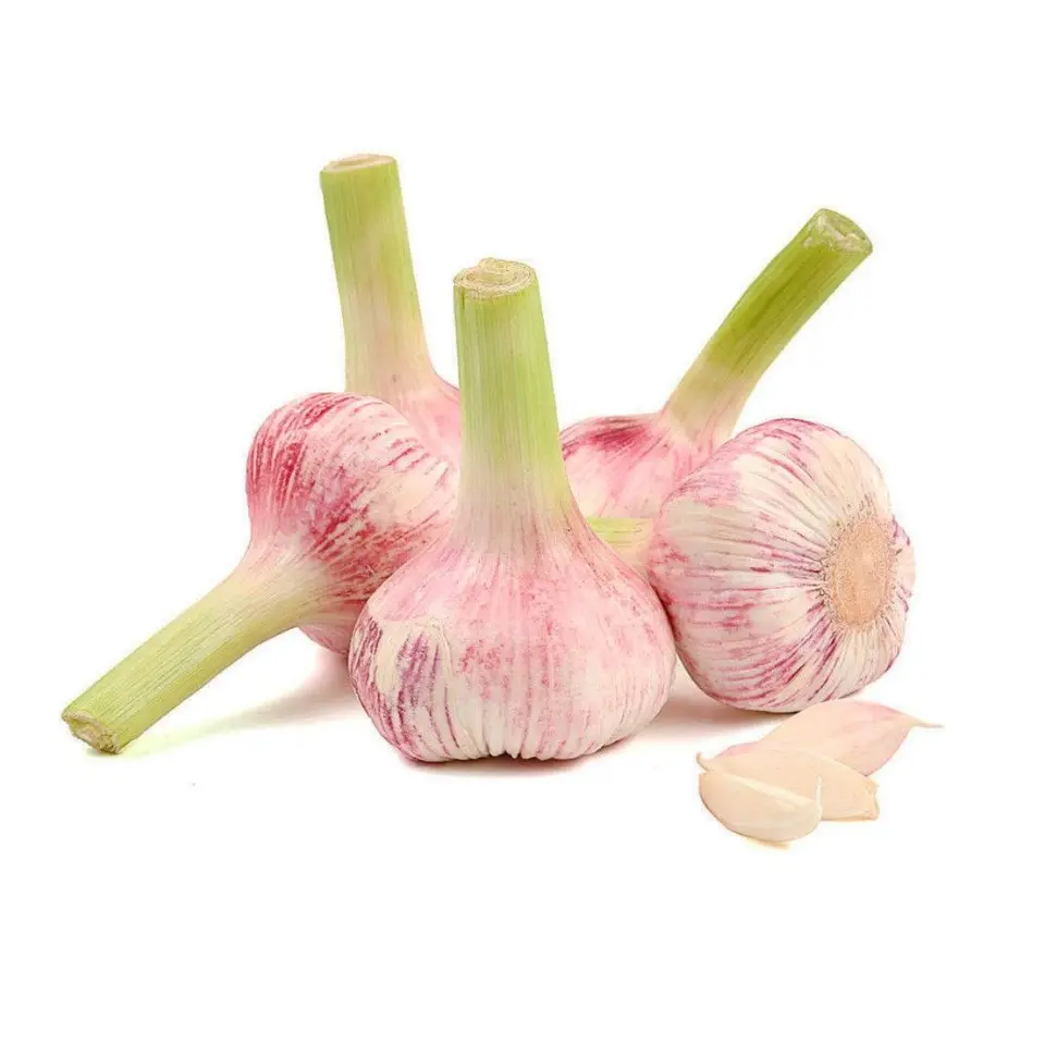 100% Natural garlic wholesale new crop fresh natural vegetables from Uzbekistan garlic heads for food