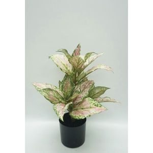 CALADIUM RT PL POT 50CM PK - Product Image 1