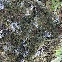 Filet de camouflage personnalisé en gros pour la chasse, fabriqué en polyester durable avec un motif de feuilles de pin