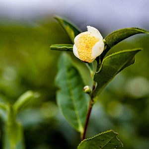 Té de Flores Secas Orgánico Certificado por la USDA, Té de Manzanilla The Body Shop - Product Image 5