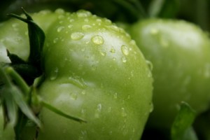 Extracto de Tomate Verde TW PDRN 1000 ppm, Polinucleótido Derivado de Plantas de Alta Pureza, Materia Prima Cosmética Concentrada, Anti- - Product Image 5