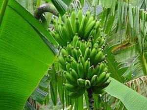 Banane du Vietnam-haute qualité pour l'exportation - Product Image 4