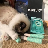 Nouveau style, vente chaude : Jouet en peluche amusant en forme de cigarette avec herbe à chat pour chats