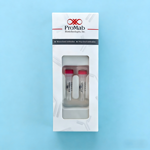 Моноклональный антитело-флюид (мышиной сыворотки) к MSH2 для WB/IHC/IF - Product Image 4