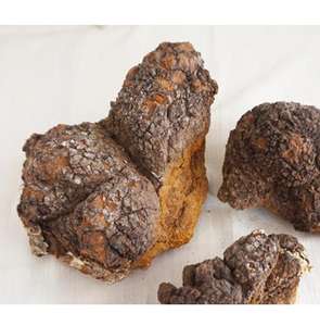 Kayu Birch Inonotus Obliquus jamur <span class=keywords><strong>Chaga</strong></span> pembekuan seluruh jamur <span class=keywords><strong>Chaga</strong></span> kering - Product Image 6