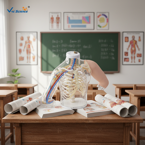 Maniquí de PVC Avanzado y Duradero para Entrenamiento de Inyección Muscular en el Brazo, Modelo Médico de Tamaño Real para Estudiantes de Medicina - Product Image 2