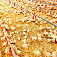 Système d'alimentation automatique pour poulets avec ligne d'eau pour élevage au sol, équipement d'alimentation pour poulets de chair et poules pondeuses