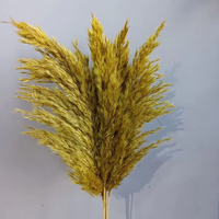 Graines de pampa de qualité du Yunnan Graine de pampa décorative pour table d'intérieur et cadeaux Vente chaude 2025 Graine de pampa à bas prix OEM