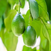 Extrait de Naringine de qualité alimentaire sans solvant, extrait pur de fruits naturels en poudre haute pureté, conditionné en fût