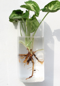 ตู้ปลาทรงกลมมาริโมผสม พร้อมต้นไม้ประดับในน้ำ ต้นไม้ไม้เลื้อย ดอกไม้ ต้นไม้จิ๋วในภาชนะทรงเรขาคณิต แจกันทรงกลมสำหรับงานแต่งงาน ต้นไม้ประดับในน้ำพร้อมมอสบอล - Product Image 6