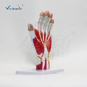 Modèle anatomique agrandi de la main ; modèle anatomique agrandi pour démonstration en classe ; démonstration pédagogique médicale - Product Image 4