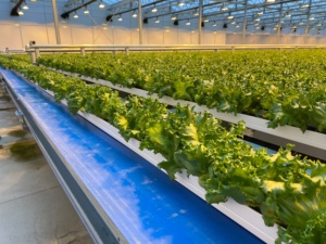 ระบบเพาะเลี้ยงสัตว์น้ำและพืชแบบผสมผสานของบริษัทเจียเป่ย  ถังระบบอะควาโปนิกส์ในโรงเรือนปลูกพืชไร้ดิน ระบบปลูกอะควาโปนิกส์ - Product Image 3