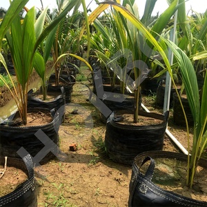 Hokbg ถุงปลูก120lt 30แกลลอนถุงพลาสติก PP ทรงตัวสำหรับต้นปาล์ม - Product Image 5