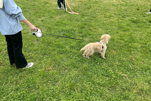 Laisse rétractable robuste de 5 m pour chien, anti-emmêlement, avec distributeur de sacs à déjections, pour grands chiens en extérieur - Product Image 6