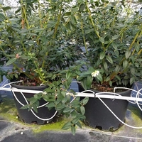 Système d'irrigation agricole Kit de goutteurs à flèche 4 voies 4L 8L Goutteur PC Tube d'irrigation en plastique Tuyau en PVC blanc pour plantes en pot Bonsaï