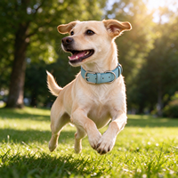 Collier réglable en cuir PU pour chien et chat, collier de couleur unie pour animaux de compagnie, accessoires confortables anti-étranglement pour chiens et chats
