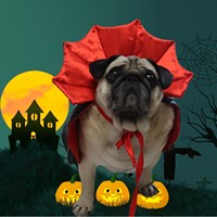 Ensemble de costume pour chien pour Halloween et Noël, cape et chapeau, en polyester