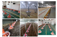 Équipement d'élevage avicole : Ligne complète automatique d'alimentation et d'abreuvement pour poulets de chair