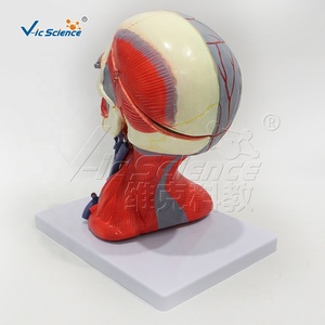 Muscles and <strong>Blood</strong> <strong>Vessels</strong> of the Head and Neck Attached <strong>to</strong> the <strong>Brain's</strong> Ten Components Anatomy Model PVC Material Model - Product Image 3