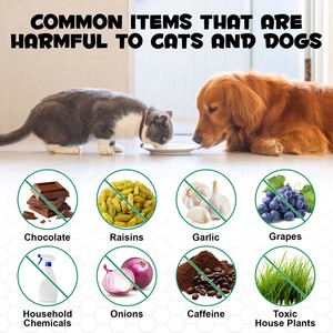 Compléments alimentaires Oimmal pour la santé des animaux de compagnie, gel de <span class=keywords><strong>charbon</strong></span> <span class=keywords><strong>actif</strong></span> oral pour chiens et chats, ingestion accidentelle, premiers secours d'urgence - Product Image 4