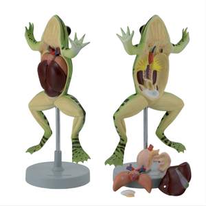 Ada PVC Mô Hình Giải Phẫu Cuộc Sống Kích Thước Sao Biển Và Cá 3x Cuộc Sống Kích Thước Ếch 5 Phần Mô Hình Giải Phẫu - Product Image 3