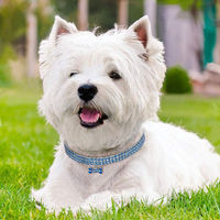 Nouvelles idées de produits en stock : Collier élastique à trois rangs de strass pour animaux de compagnie, accessoires pour petits chiens, collier pour chien