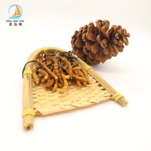 Obat Tradisional Cina Tibet Cordyceps Sinensis Liar Makanan Sehat Alami Seluruh Nagqu Cordyceps Ekstrak Sinensis