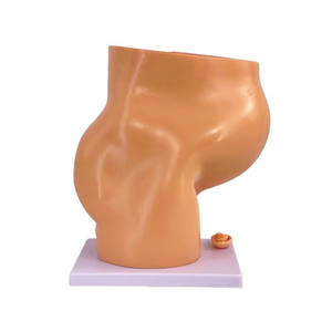 Modèle de <span class=keywords><strong>grossesse</strong></span> sagittale en 4 parties pour femme, 9 <span class=keywords><strong>mois</strong></span> - Ensemble pédagogique d'anatomie du fœtus, de l'utérus et du placenta - Product Image 5