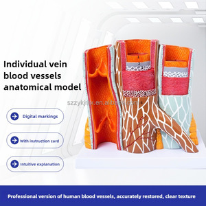 Model kapal darah anatomis tampilan PVC pendidikan 14x pembesaran struktur pembuluh darah - Product Image 2