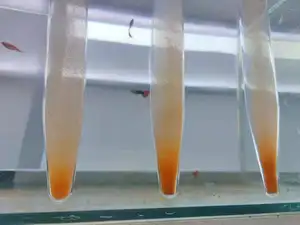 중국 공장 Artemia 낭종 소금물 새우 계란 100% 새우와 물고기를 위한 순수한 자연적인 물고기 급식