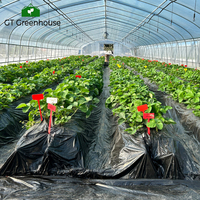 Serre en film plastique à arches multiples GT pour tomates et fraises
