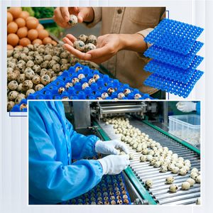 PRODUCTOS AGRÍCOLAS Bandeja para Huevos de Codorniz de <span class=keywords><strong>90</strong></span> Cavidades en Color Azul, Rojo y Amarillo, para Codornices, Palomas y Aves, Cartón Plano - Product Image 4