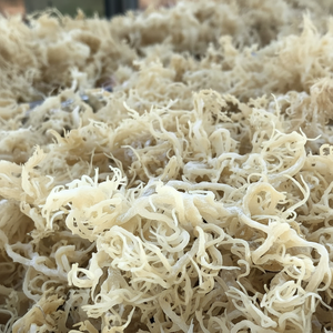 POLVO DE COLÁGENO CARTÍLAGO NATURAL | PARA ARTICULACIONES Y SOPORTE HUESO - Product Image 1