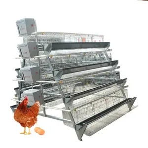 Best Sale Manual A Type Layer Chicken Cage for 5000/10000 Birds
