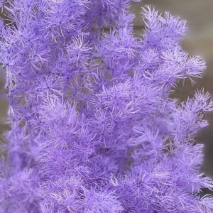 Helecho Ming de Espárragos Secos <span class=keywords><strong>Naturales</strong></span> Preservados, Venta al por Mayor, Colores Surtidos, Material Floral Esponjoso para DIY, Decoración para Bodas, Hogar y Fiestas - Product Image 4