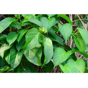 Extracto Herbal Ayurvédico de Hojas de Gymnema Sylvestre Orgánico, Ayuda para el Control del Peso, Controla los Antojos de Azúcar, Mejora la Digestión - Product Image 4