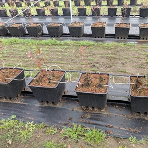 Chất Lượng Cao 25L Vuông Grow Blueberrys Nồi - Product Image 6