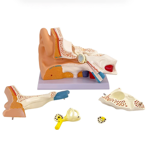 1.5 fois Anatomie humaine Oreille Modèle 3D Formation d'infirmière médicale Ressources pédagogiques - Product Image 1