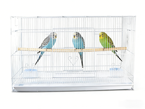 Extra grote vogelkooi papegaai huisdier groothandel grote buitenkooi goedkope smeedijzeren kanarievogelkooi kweekkooi grote kooi - Product Image 4