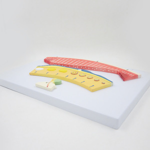 Modelo anatómico del ciclo menstrual de 3 piezas PVC Visualizar ritmos endometriales ováricos para la comprensión de la educación del ciclo menstrual - Product Image 4