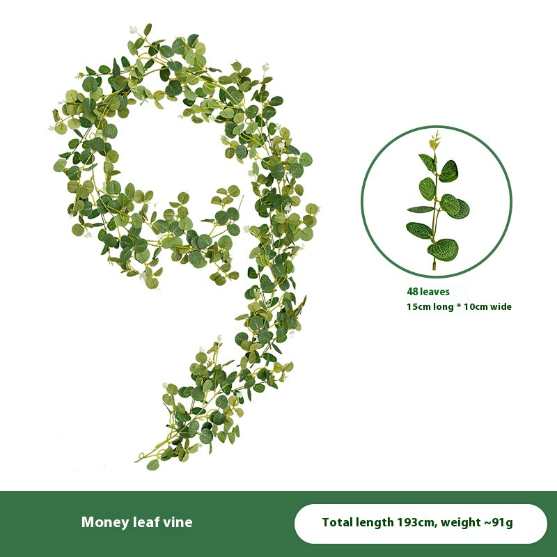 Money leaf vine