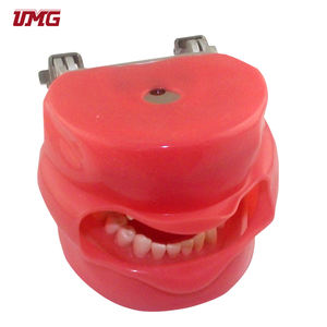 Prezzo basso dentale <span class=keywords><strong>Phantom</strong></span> Head Senior manichino modello in vendita - Product Image 3