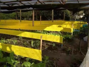 Rouleau de colle adhésive double face en PP jaune solide de 20 cm x 100 m pour insectes, pièges à fourmis, films de libération, écologiques et jetables pour l'agriculture - Product Image 5