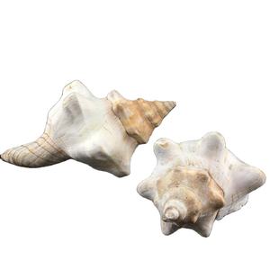 Gusci di conchiglie di corno di montone e buccino a spirale rossa per tiro a segno oggetti di scena artigianali - Product Image 2